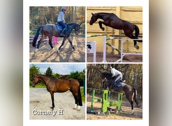 Warmblood checo, Caballo castrado, 4 años, 168 cm, Castaño rojizo