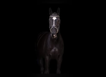Warmblood checo, Caballo castrado, 4 años, 168 cm, Negro