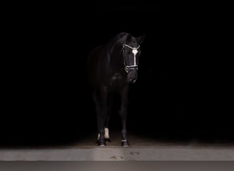 Warmblood checo, Caballo castrado, 4 años, 168 cm, Negro