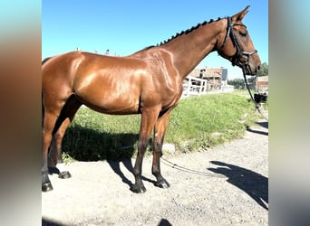 Warmblood checo, Caballo castrado, 4 años, 170 cm, Castaño
