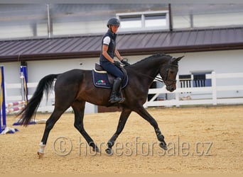 Warmblood checo, Caballo castrado, 4 años, 170 cm, Castaño oscuro