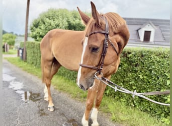 Warmblood checo, Caballo castrado, 4 años, 172 cm, Alazán