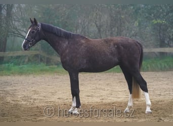 Warmblood checo, Caballo castrado, 4 años, 175 cm, Castaño