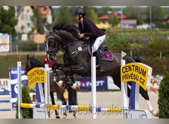 Warmblood checo, Caballo castrado, 4 años, 175 cm, Castaño