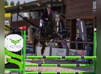 Warmblood checo, Caballo castrado, 4 años, 175 cm, Castaño