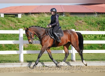 Warmblood checo, Caballo castrado, 5 años, 164 cm, Castaño