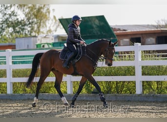 Warmblood checo, Caballo castrado, 5 años, 164 cm, Castaño