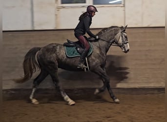 Warmblood checo, Caballo castrado, 5 años, 164 cm, Tordo rodado