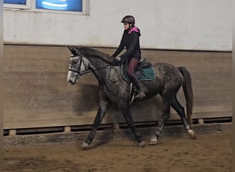 Warmblood checo, Caballo castrado, 5 años, 164 cm, Tordo rodado