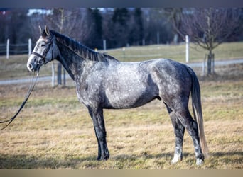 Warmblood checo, Caballo castrado, 5 años, 164 cm, Tordo rodado