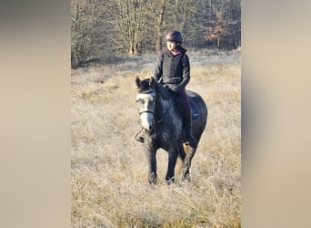 Warmblood checo, Caballo castrado, 5 años, 164 cm, Tordo rodado