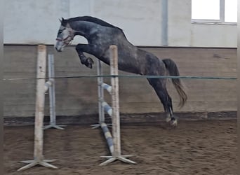 Warmblood checo, Caballo castrado, 5 años, 164 cm, Tordo rodado