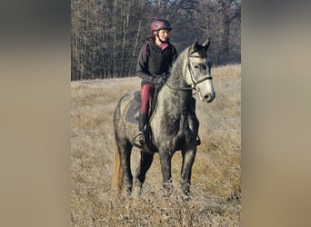 Warmblood checo, Caballo castrado, 5 años, 164 cm, Tordo rodado