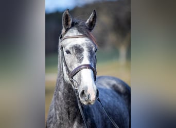 Warmblood checo, Caballo castrado, 5 años, 164 cm, Tordo rodado