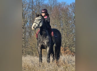 Warmblood checo, Caballo castrado, 5 años, 164 cm, Tordo rodado