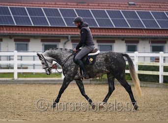Warmblood checo, Caballo castrado, 5 años, 165 cm, Tordo