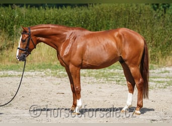 Warmblood checo, Caballo castrado, 5 años, 168 cm, Alazán