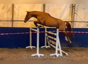 Warmblood checo, Caballo castrado, 5 años, 168 cm, Alazán