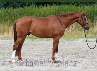 Warmblood checo, Caballo castrado, 5 años, 168 cm, Alazán