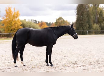 Warmblood checo, Caballo castrado, 5 años, 168 cm, Negro