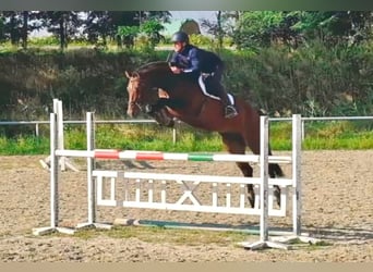 Warmblood checo, Caballo castrado, 5 años, 170 cm, Castaño