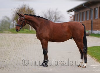 Warmblood checo, Caballo castrado, 5 años, 171 cm, Castaño