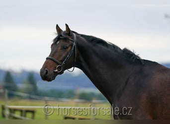 Warmblood checo, Caballo castrado, 5 años, 171 cm, Castaño oscuro