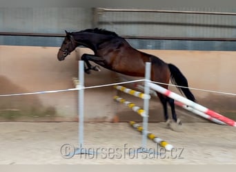 Warmblood checo, Caballo castrado, 5 años, 171 cm, Castaño oscuro