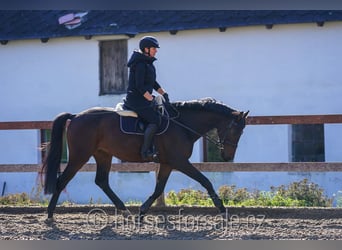 Warmblood checo, Caballo castrado, 5 años, 171 cm, Castaño oscuro