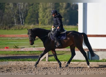 Warmblood checo, Caballo castrado, 5 años, 171 cm, Castaño oscuro