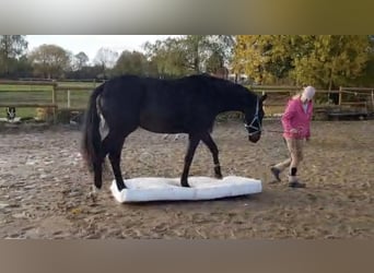 Warmblood checo, Caballo castrado, 5 años, 173 cm, Castaño oscuro