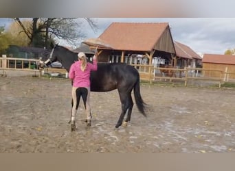 Warmblood checo, Caballo castrado, 5 años, 173 cm, Castaño oscuro