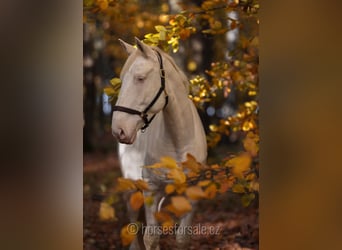 Warmblood checo, Caballo castrado, 6 años, 161 cm, Cremello