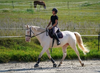 Warmblood checo, Caballo castrado, 6 años, 161 cm, Cremello