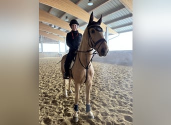 Warmblood checo, Caballo castrado, 6 años, 164 cm, Bayo