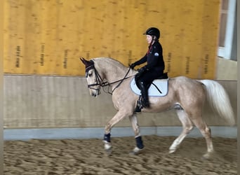 Warmblood checo, Caballo castrado, 6 años, 164 cm, Bayo