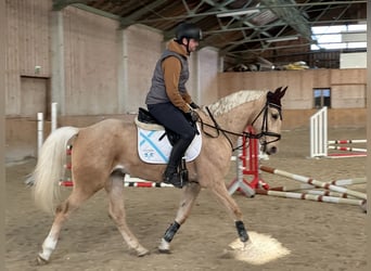 Warmblood checo, Caballo castrado, 6 años, 164 cm, Bayo