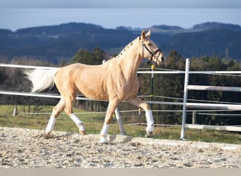 Warmblood checo, Caballo castrado, 6 años, 164 cm, Bayo