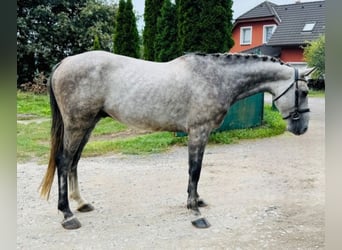 Warmblood checo, Caballo castrado, 6 años, 165 cm, Tordo