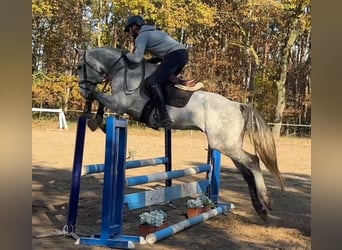 Warmblood checo, Caballo castrado, 6 años, 165 cm, Tordo