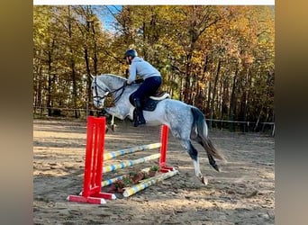 Warmblood checo, Caballo castrado, 6 años, 165 cm, Tordo