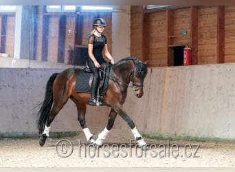 Warmblood checo, Caballo castrado, 6 años, 166 cm, Castaño