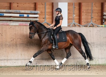 Warmblood checo, Caballo castrado, 6 años, 166 cm, Castaño