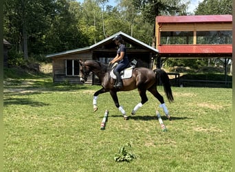 Warmblood checo, Caballo castrado, 6 años, 168 cm, Castaño