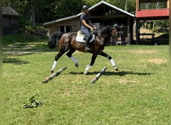 Warmblood checo, Caballo castrado, 6 años, 168 cm, Castaño