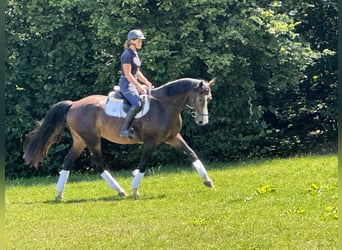 Warmblood checo, Caballo castrado, 6 años, 168 cm, Castaño