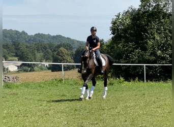 Warmblood checo, Caballo castrado, 6 años, 168 cm, Castaño