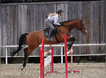 Warmblood checo, Caballo castrado, 6 años, 168 cm, Castaño