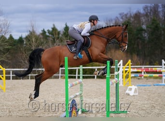 Warmblood checo, Caballo castrado, 6 años, 168 cm, Castaño