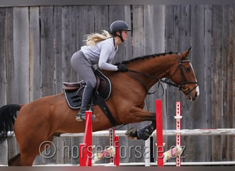 Warmblood checo, Caballo castrado, 6 años, 168 cm, Castaño